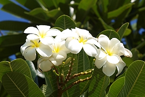 plumeria, hawaiiurlaub, hawaiiurlaub buchen, reisetipps hawaii, hawaiireise individuell, reiseangebote hawaii, inselhopping hawaii, reisebüro hawaii, experte hawaii, spezialist hawaii